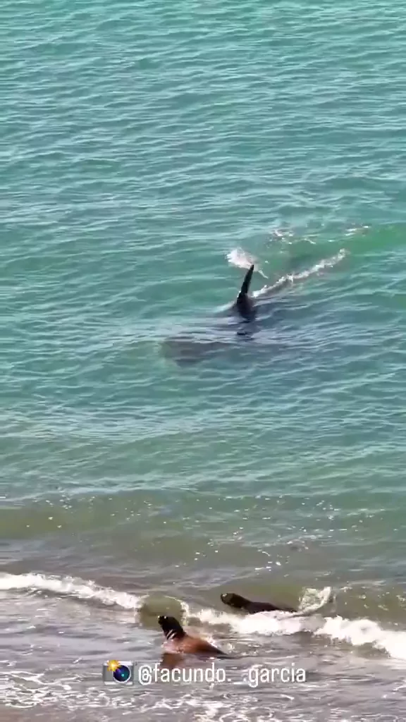 @yabaaata 巨乳 ハメ撮り 話題 SNS流出動画 シャチが海の頂点捕食者である理由 シーン1